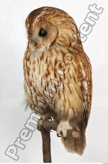 Tawny owl - Strix aluco 0010